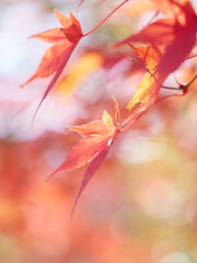 冬の昼の森の紅葉の美しい風景