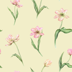 Seamless pattern of pastel pink light yellow bud Tulips watercolor illustration isolated on background. Hand drawn delicate spring perennial bulbous flower for spring wedding repeat design