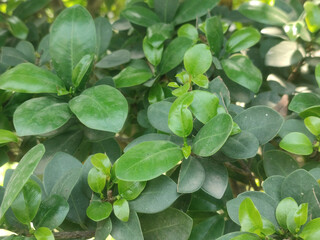 Obraz premium Close-Up of Lush Ficus Microcarpa Leaves in a Vibrant Green Foliage Displayed Outdoors.
