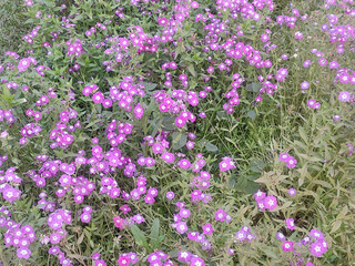 Obraz premium Stunning Pink Garden Phlox Flower in Full Bloom Surrounded by Lush Green Foliage in a Garden.