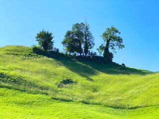 Alpine meadows along Lake Lungern or pastures by Lake Lungernsee - Canton of Obwald, Switzerland (Almwiesen entlang des Naturstausee Lungererses - Kanton Obwald, Schweiz)