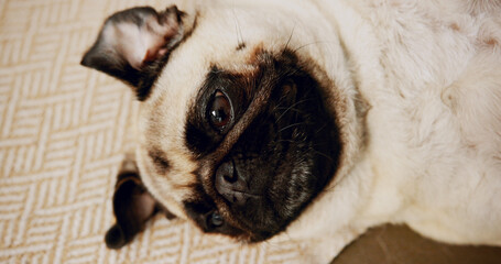 Cute, relax and dog on floor in home for loyalty, companion or calm in living room on carpet....
