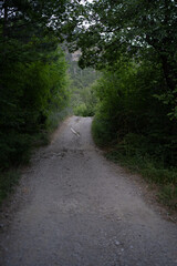 Fototapeta premium A road into a nature reserve serves as a reminder of the importance of protecting nature and maintaining ecological balance. Preserving such areas is crucial for safeguarding wildlife and plant life. 
