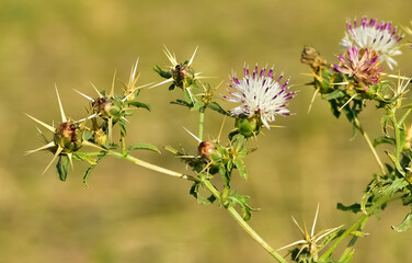 natural thorns and gorgeous thorn photos