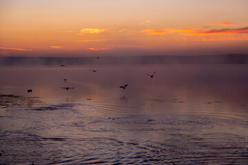 Ducks in a misty lake at dawn on a summer day.