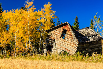 A small, dilapidated cabin sits in a field of yellow grass