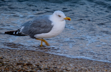 Fototapeta premium A seagull on the sand by the sea on a summer day.