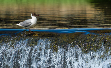 A seagull stands in the water by the waterfall.