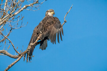 eagle in tree with wings spread out