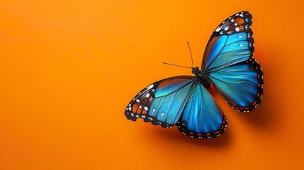 A vibrant blue butterfly with black markings and a red border on its wings, perched on a bright orange background.