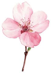 Naklejka premium PNG Cherry Blossom blossom illustration watercolor.