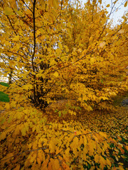 Autumn at Parco Sempione, Milan