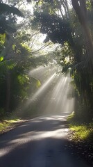 Obraz premium A road winding through the New Zealand bush, with rays of sunlight piercing down from above, creating an ethereal atmosphere