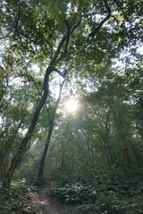 Obraz premium The forest with sunlight piercing through the canopy