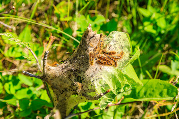 A group of caterpillars are eating a leaf