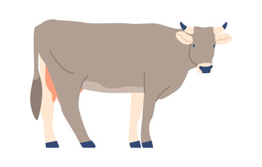 Grey breed of cow vector illustration