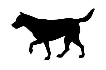 black dog isolated on white