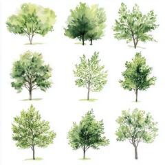 Collection of watercolor trees in various shades of green on a white background