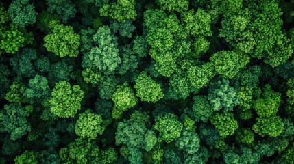 Carbon neutrality strategies for emissions reduction and corporate responsibility 