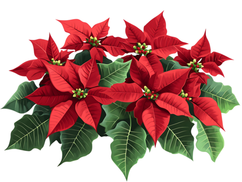 red poinsettia isolated on white, PNG transparent