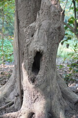 Fototapeta premium A tree with a hollow hole, likely formed due to age or damage which are more common in older trees and can take many years to form which look like a human surprised face