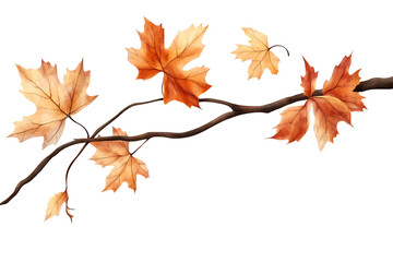 Vibrant autumn maple leaves branch, PNG transparent