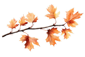 Vibrant autumn maple leaves branch, PNG transparent