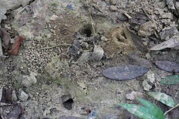 An anthill which is a mound of debris created by ants when they excavate their nests
