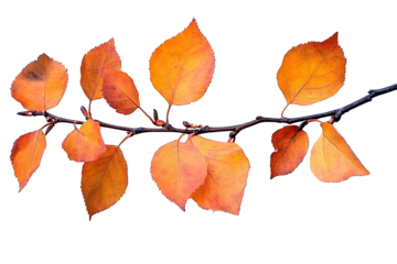 Vibrant autumn maple leaves branch, PNG transparent