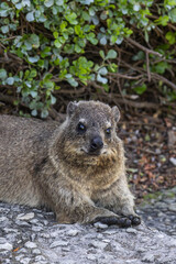 Close up portrait of Rock hyrax lying on footpath, looking at camera. Procavia capensis. cape hyrax, Afrotheria animals. South Africa. Species Afroasiatic mammal. Cute little animal in natural habitat