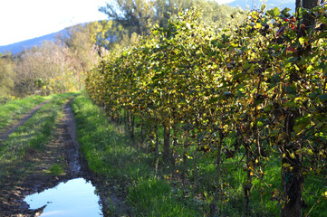 spring in the vineyard 