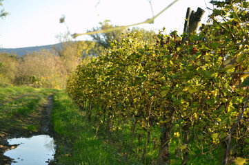 spring in the vineyard 