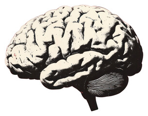 PNG An isolated black and white real brain organ illustration background grain.