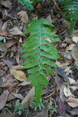 Naklejka premium The fern leaves in close up with dry leaves background 