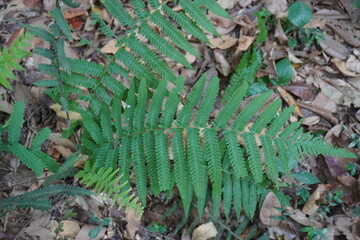 Deparia acrostichoides commonly called silvery glade fern or silvery spleenwort, is a perennial species of fern