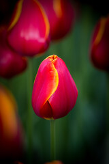 Fototapeta premium Vibrant red tulip blooms in a lush garden during springtime