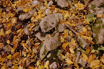 Vibrant closeup of the autumn foliage