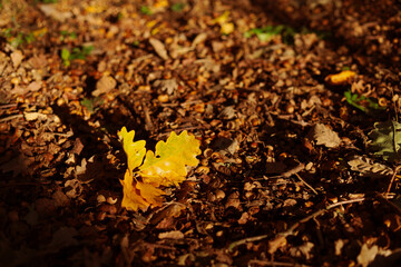 Single, yellow oak leaf on the brown fall foliage