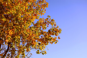 Vibrant, colorful, single autumn tree with clear blue sky background. Bottom view