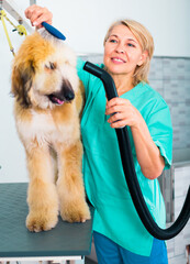 Hairdresser professional dries hair by fen dog fur Afghan hound dog in hairdresser for animal