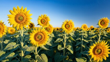 Fototapeta premium Field of sunflowers bathed in early morning sunlight, with bright yellow petals and a clear blue sky in the background