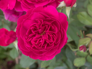 red roses in garden close up