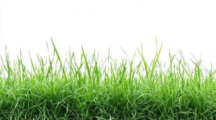 Fototapeta premium Lush Green Grass Isolated on White Background, Nature Photography