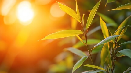Golden hour sunlight illuminating vibrant green bamboo leaves.