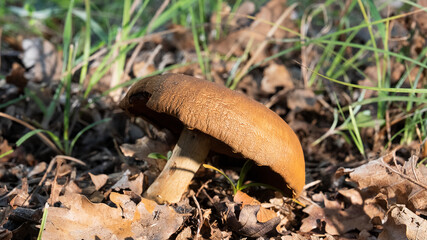 MUSHROOM IN THE WOODS, AMONG THE DRY LEAVES UNDER THE TREES 9