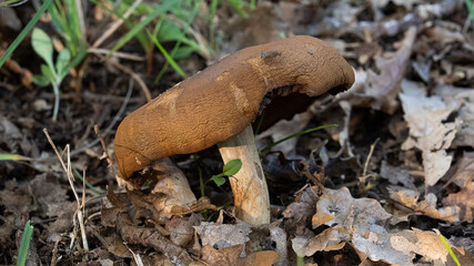 MUSHROOM IN THE WOODS, AMONG THE DRY LEAVES UNDER THE TREES 7
