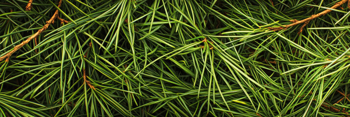 Intricate texture of green pine needles against a dark backdrop