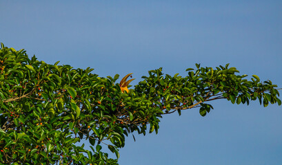 Beautiful Great hornbill eat fruits tree forest Big bird in nature