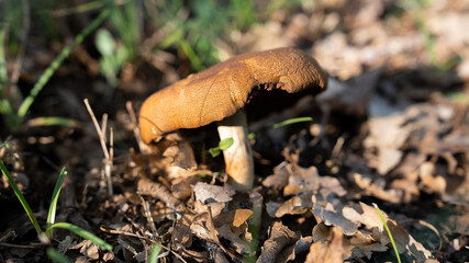 MUSHROOM IN THE WOODS, AMONG THE DRY LEAVES UNDER THE TREES 4