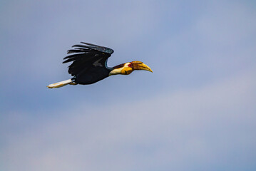 Beautiful Great hornbill ,Big bird in nature